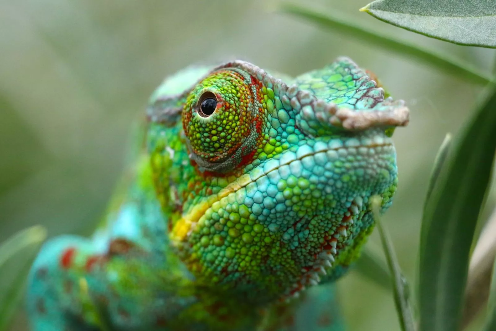 Kameleon lamparci
