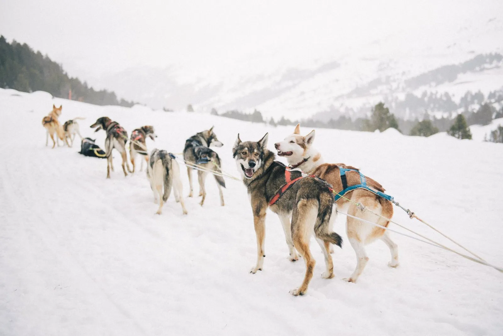 Husky syberyjski