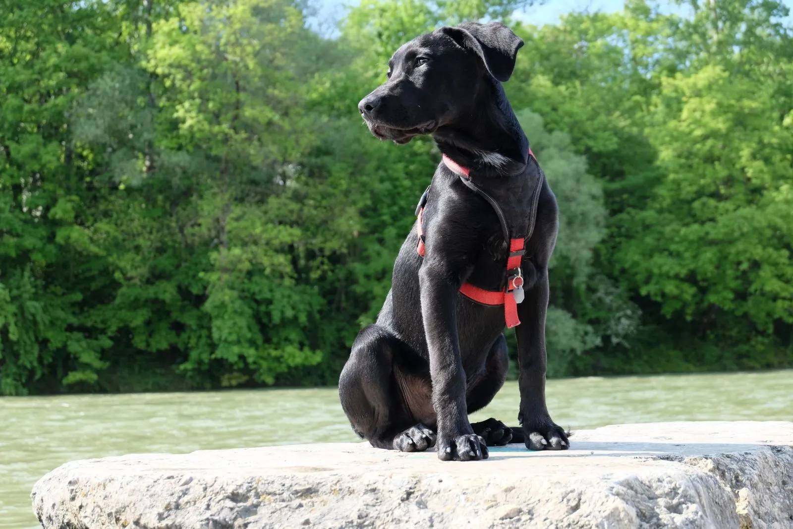 Labrador Retriever