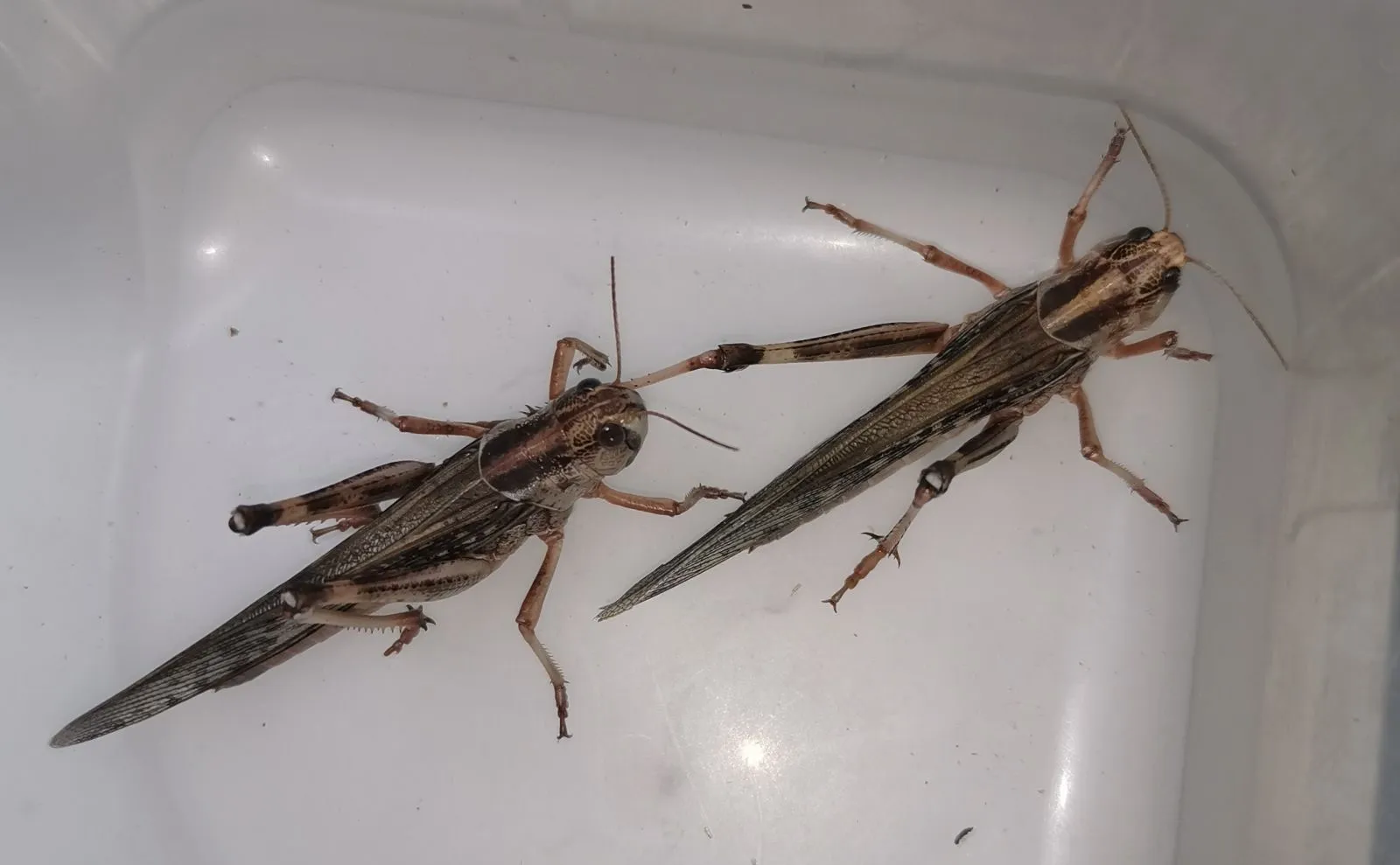 Szarańcza wędrowna