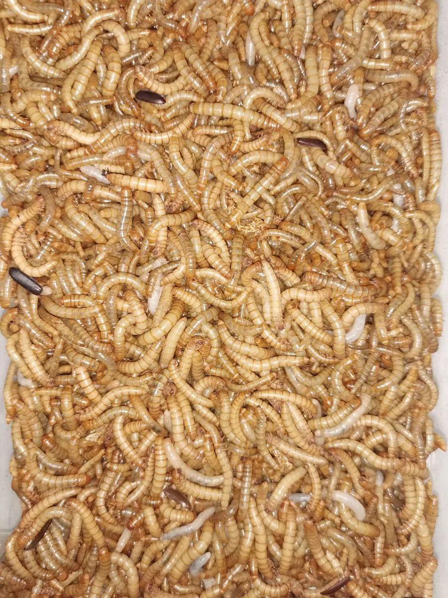 Mącznik młynarek
