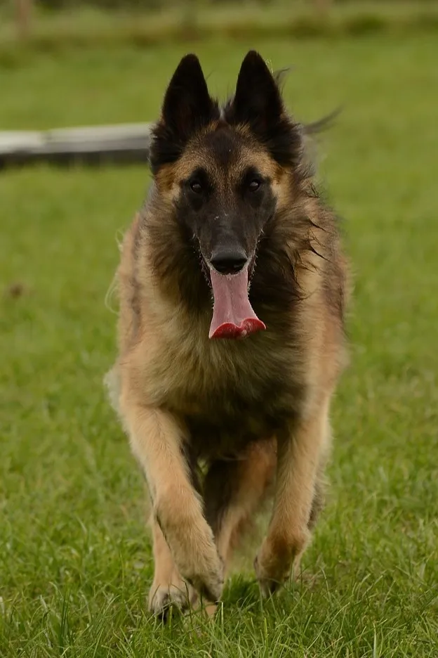 Tervuren