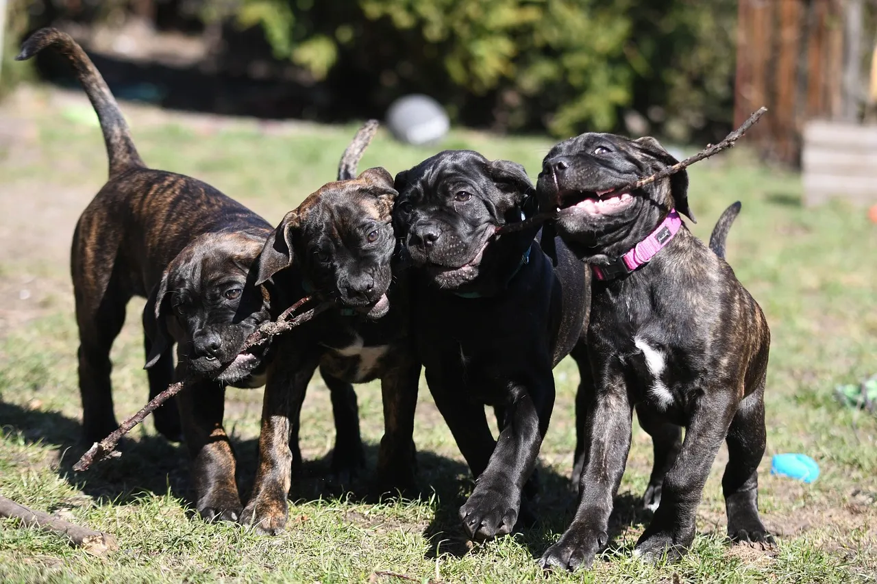 Szczeniaki Cane Corso