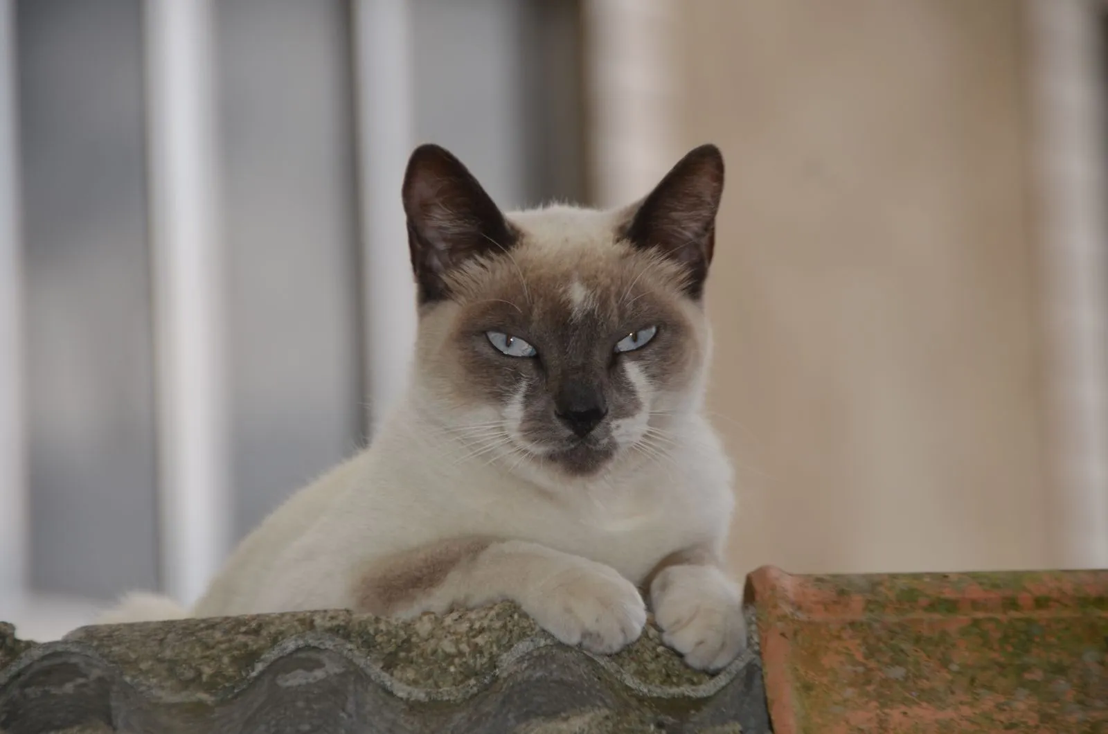 Kot Snowshoe