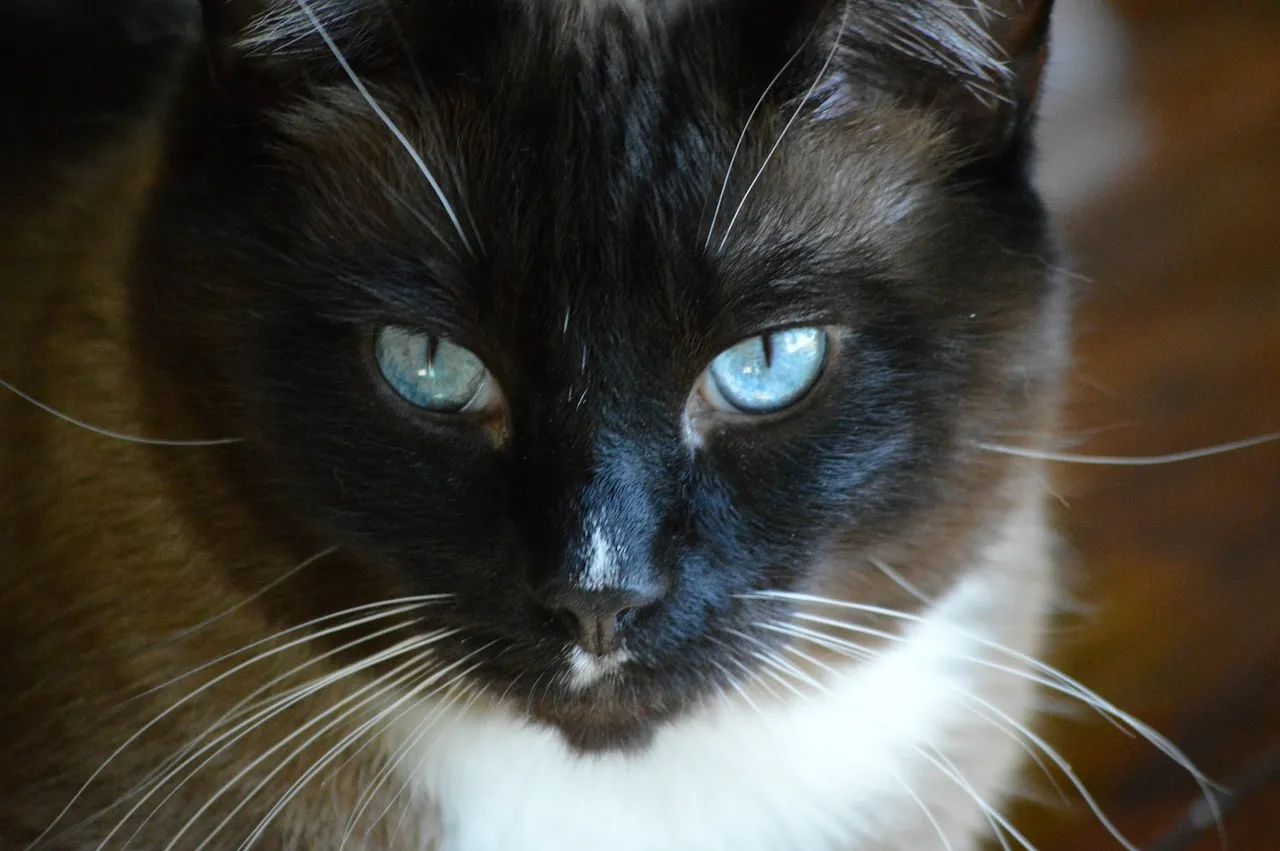 Kot Snowshoe