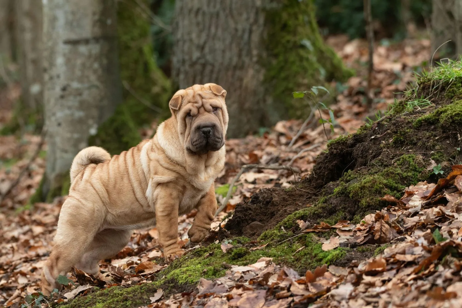 Szczeniak Shar Pei