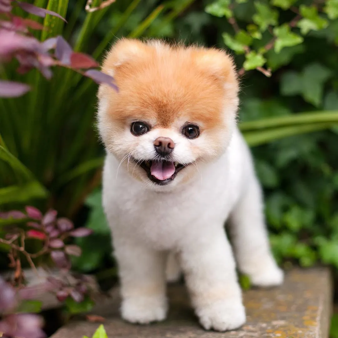 Pomeranian Boo