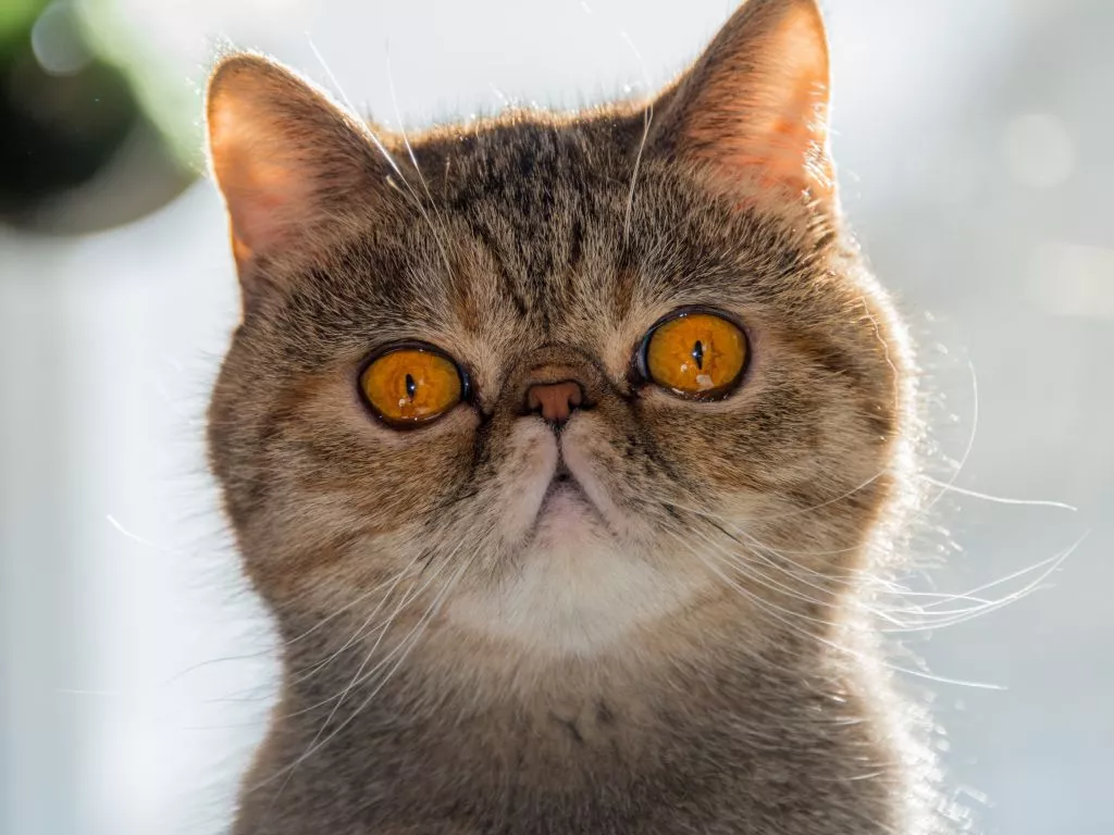 Quiz o kotach. Czy rozpoznasz słynne koty z bajek?