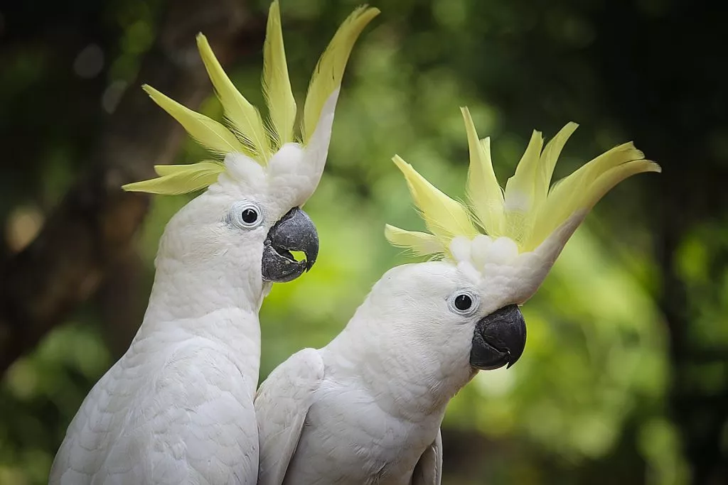 Quiz o papugach. Odkryj fascynujący świat papug!