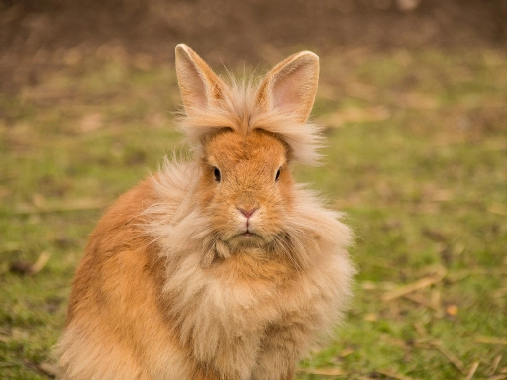 Quiz o królikach. Sprawdź swoją wiedzę o tych o małych skoczkach!