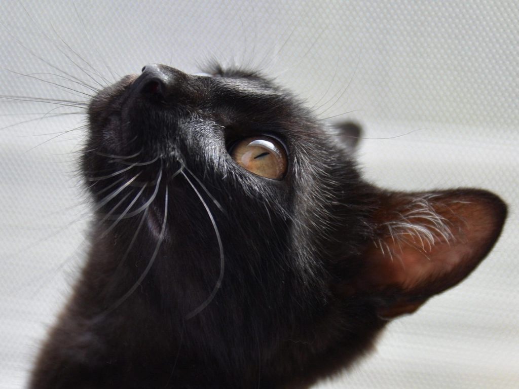 Quiz o kotach: Czy dobrze znasz czarne koty?