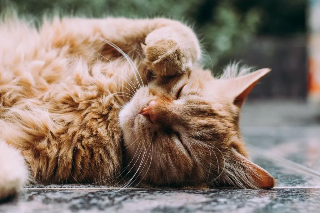 Quiz o kotach: Jak dobrze znasz swoich kocich przyjaciół?